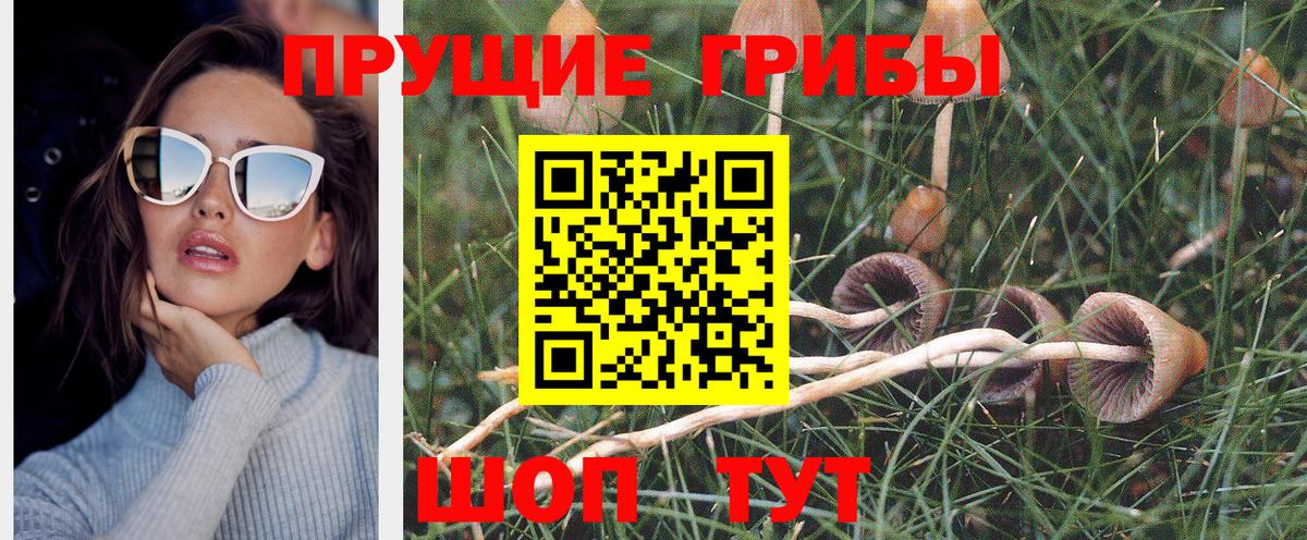 Галлюциногенные грибы мицелий  Россия  закладки  Галлюциногенные грибы GOLDEN TEACHER 
