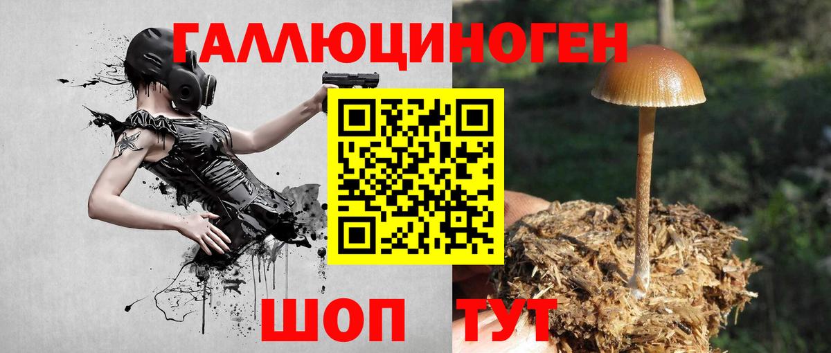 Галлюциногенные грибы Psilocybine cubensis  Вход с VPN  Россия 
