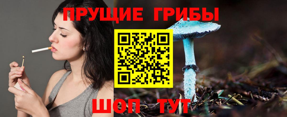 Галлюциногенные грибы Psilocybe Россия